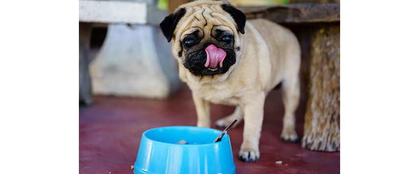 Freeze-Dried Food and Snacks for Dogs